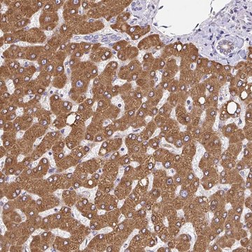 Anti-EML5 antibody produced in rabbit