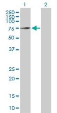 Anti-GTPBP1 antibody produced in rabbit