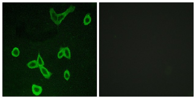 Anti-HRH4 antibody produced in rabbit