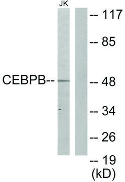Anti-CEBPB antibody produced in rabbit