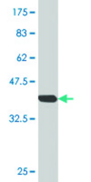 Monoclonal Anti-OLFM3 antibody produced in