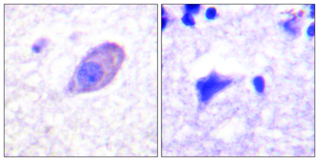Anti-Kir5.1 antibody produced in rabbit