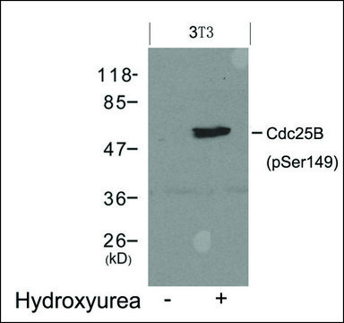 Anti-phospho-Cdc25b (pSer¹??) antibody produced in