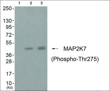 Anti-phospho-MAP2K7 (pThr²??) antibody produced in