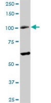 Anti-RAD54B antibody produced in rabbit
