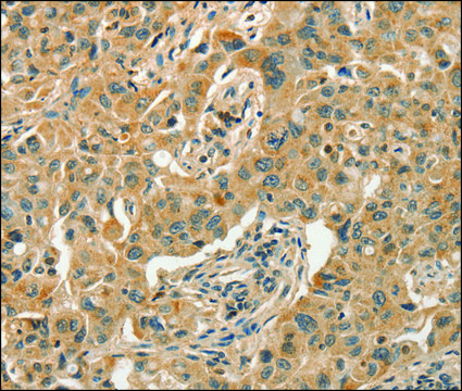 Anti-GPER1 antibody produced in rabbit