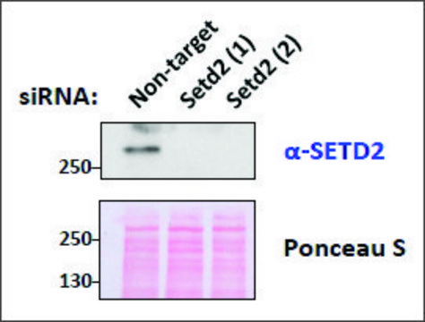 Anti-SETD2 antibody produced in goat