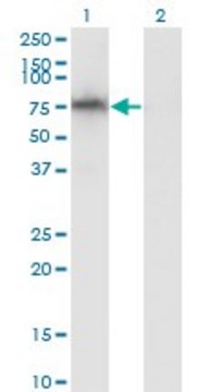 Monoclonal Anti-ADAM2 antibody produced in