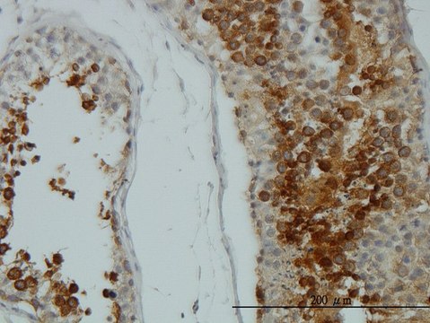 Monoclonal Anti-AKT1 antibody produced in