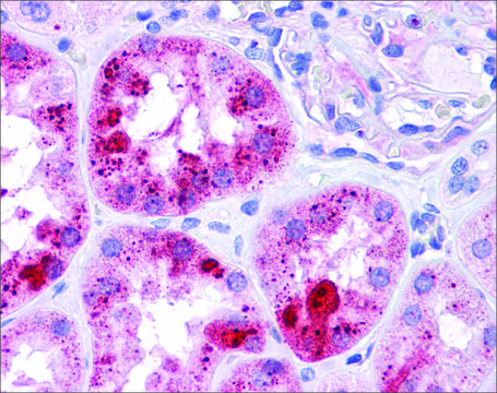 Anti-MUC1 antibody produced in rabbit
