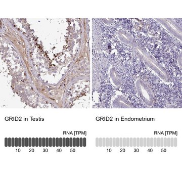 Anti-GRID2 antibody produced in rabbit