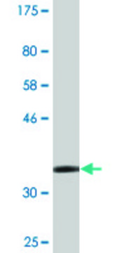 Monoclonal Anti-ZMYND10 antibody produced in