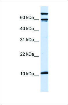 Anti-GAL antibody produced in rabbit