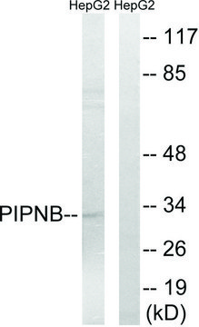 Anti-PITPNB antibody produced in rabbit
