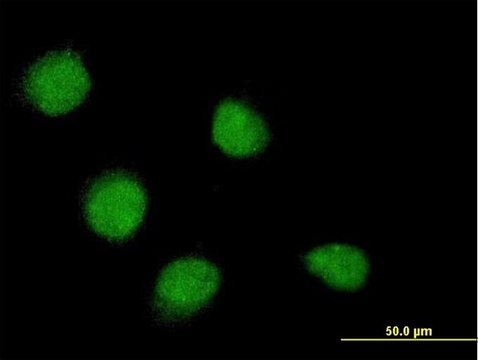 Monoclonal Anti-SSX4 antibody produced in
