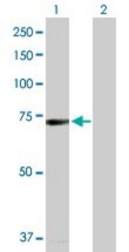 Anti-BRD4 antibody produced in rabbit