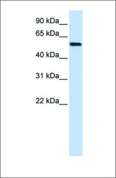 Anti-LSM14A (ab2) antibody produced in