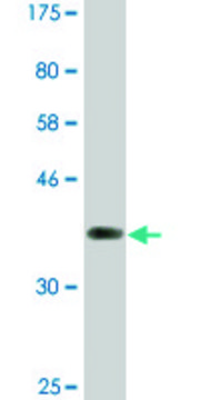 Monoclonal Anti-NFATC2, (C-terminal) antibody produced