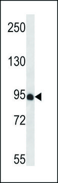 ANTI-PDZD4 (N-TERM) antibody produced in