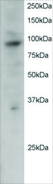 Anti-PRAM1 antibody produced in goat