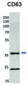 Anti-CD63 (C-terminal) antibody produced in