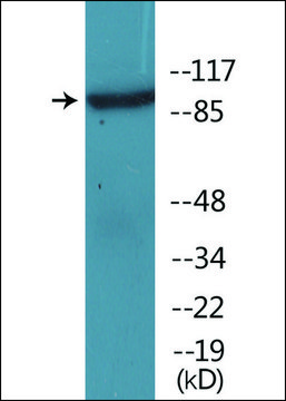 Anti-phospho-IL-4R/CD124 (pTyr???) antibody produced in