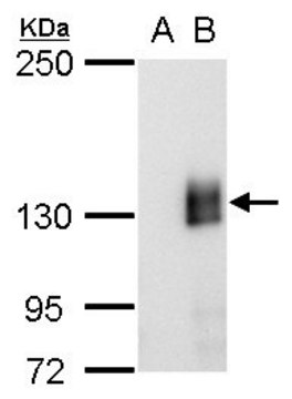 Monoclonal Anti-mCherry antibody produced in