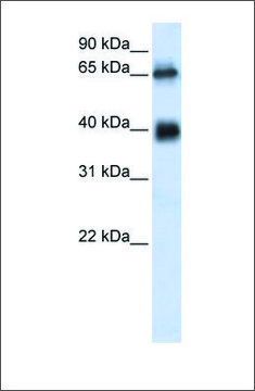 Anti-C6ORF113 (ab1) antibody produced in