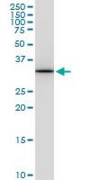 Monoclonal Anti-PITPNA antibody produced in