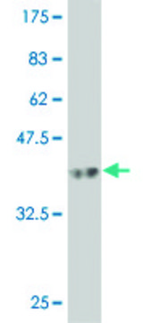 Monoclonal Anti-RIPK5 antibody produced in