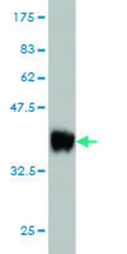Monoclonal Anti-FBXO42 antibody produced in