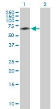 Anti-ACBD3 antibody produced in rabbit