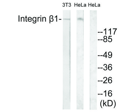 Anti-Integrin ?1 antibody produced in