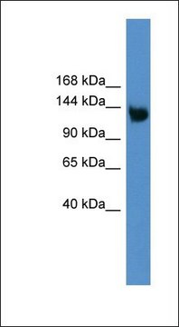 Anti-LRP8 antibody produced in rabbit