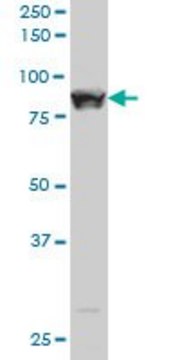 ANTI-STAT5B antibody produced in mouse