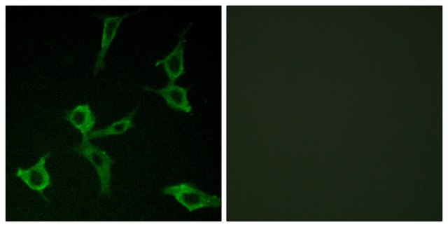 Anti-OR2AG1 antibody produced in rabbit