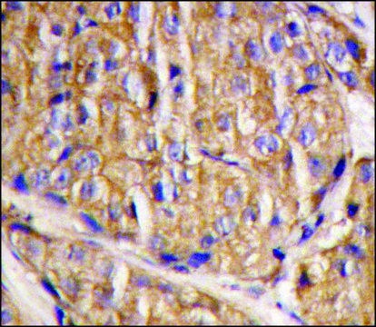 Anti-RAB23 (C-term) antibody produced in