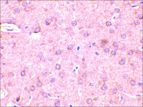 Anti-Beclin-1 antibody produced in rabbit