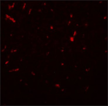 Anti-SIRT1 antibody produced in chicken
