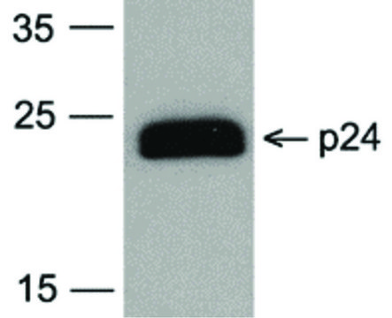 Monoclonal Anti-HIV-1 P24-Biotin antibody produced