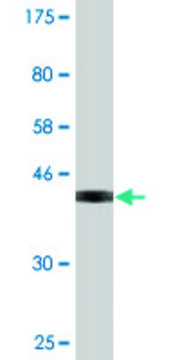 Monoclonal Anti-IL1A, (C-terminal) antibody produced