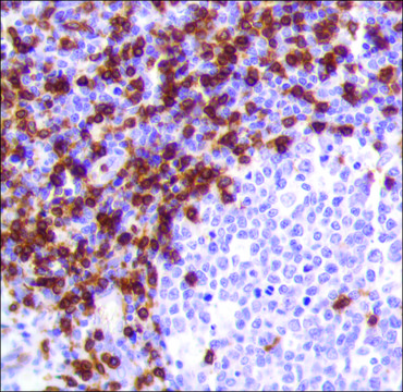 Anti-CD3 antibody, Rabbit monoclonal