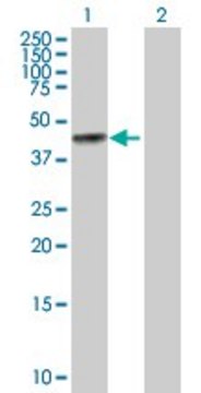 Anti-BGN antibody produced in rabbit