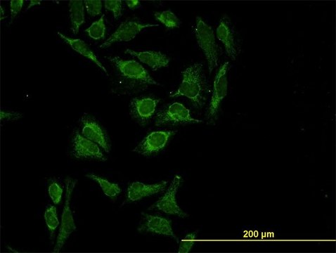 ANTI-HTRA2 antibody produced in mouse