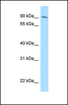 Anti-LRRC33 antibody produced in rabbit