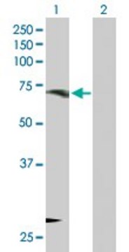Anti-ORC3L antibody produced in rabbit