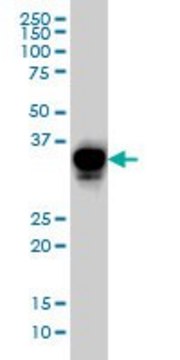 Monoclonal Anti-CRX antibody produced in