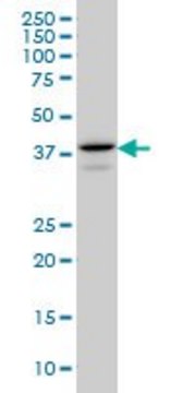 Monoclonal Anti-E2F4 antibody produced in