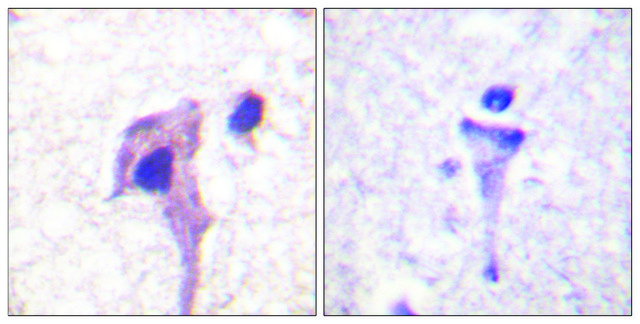 Anti-Synapsin1 antibody produced in rabbit