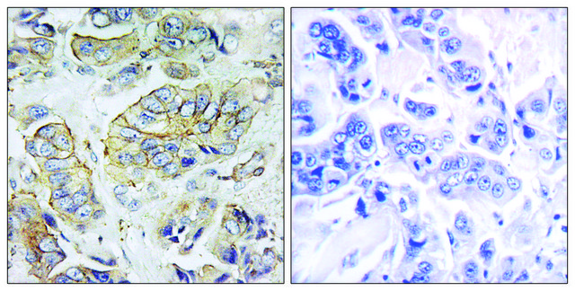 Anti-NPY5R antibody produced in rabbit